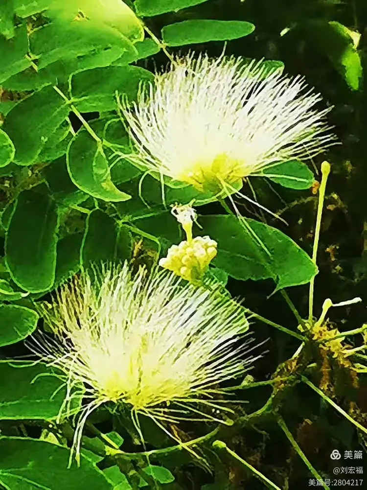 形似羽扇的白花合欢